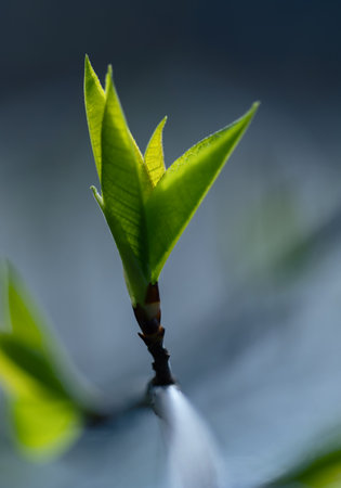 Beautiful, fresh bird cherry bush leaves sprouting during springtime. Natural spring scenery of...