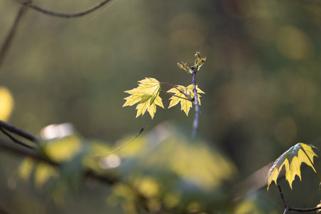 Beautiful maple tree branches with green leaves. Natural woodlands scenery of Latvia, Northern...