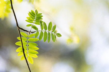 Beautiful, fresh rowan tree branches with green leaves during sunny spring day. Natural springtime...