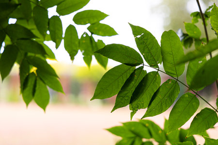 Beautiful bright green leaves of the common ash tree. Fraxinus excelsior growing in the park.の写真素材