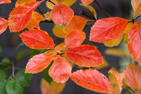 Beatiful red and orange autumn bush leaves in the park. Seasonal scenery with colorful foliage.の写真素材