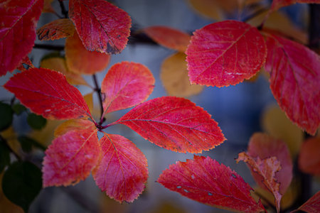 Beatiful red and orange autumn bush leaves in the park. Seasonal scenery with colorful foliage.の写真素材