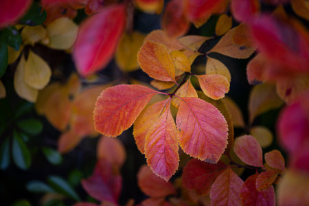 Beatiful red and orange autumn bush leaves in the park. Seasonal scenery with colorful foliage.の写真素材