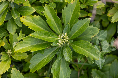 Beautiful green leaves of the hedge bush in park. Plant detail close-up.の写真素材