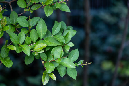 Beautiful green leaves of the hedge bush in park. Plant detail close-up.の写真素材