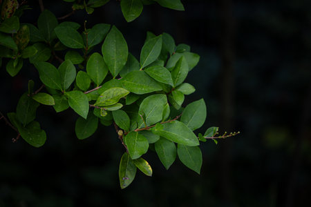 Beautiful green leaves of the hedge bush in park. Plant detail close-up.の写真素材