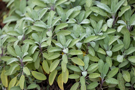 Beautiful green leaves of the hedge bush in park. Plant detail close-up.の写真素材