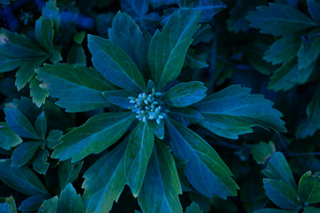 Beautiful green leaves of the hedge bush in park. Plant detail close-up.の写真素材