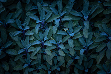 Beautiful green leaves of the hedge bush in park. Plant detail close-up.の写真素材