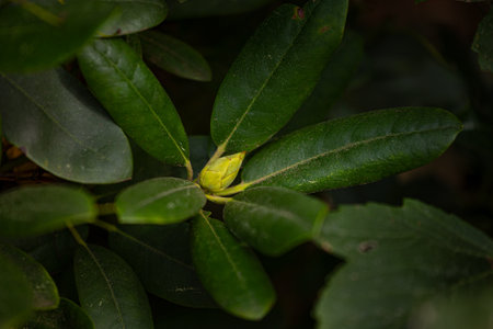 Thick, hard green leaves of the bushes in hedge. Beautiful autumn scenery in park.の写真素材