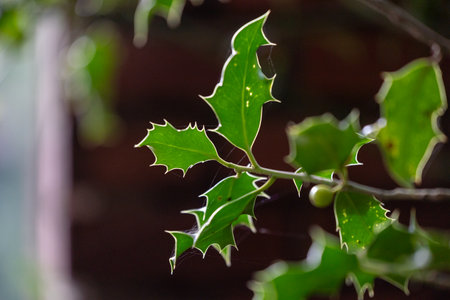 Thick, hard green leaves of the bushes in hedge. Beautiful autumn scenery in park.の写真素材