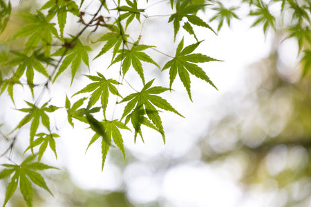 Beautiful green leaves of the oriental maple tree growing in the park.の写真素材