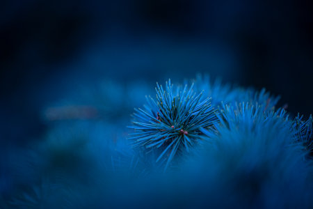 Beautiful pine tree branches with short spikes. Coniferous tree growing in the park.の写真素材