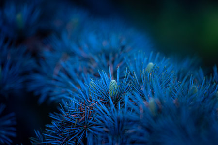 Beautiful pine tree branches with short spikes. Coniferous tree growing in the park.の写真素材