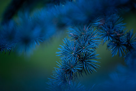Beautiful pine tree branches with short spikes. Coniferous tree growing in the park.の写真素材