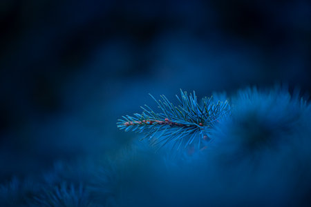 Beautiful pine tree branches with short spikes. Coniferous tree growing in the park.の写真素材