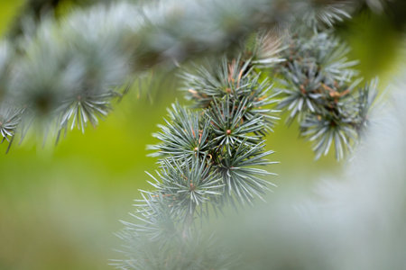 Beautiful pine tree branches with short spikes. Coniferous tree growing in the park.の写真素材
