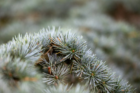 Beautiful pine tree branches with short spikes. Coniferous tree growing in the park.の写真素材