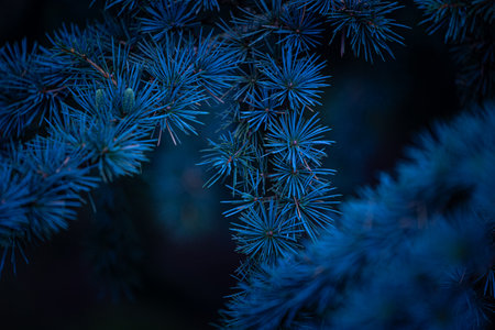 Beautiful pine tree branches with short spikes. Coniferous tree growing in the park.の写真素材