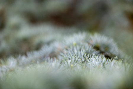 Beautiful pine tree branches with short spikes. Coniferous tree growing in the park.の写真素材