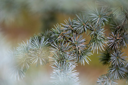 Beautiful pine tree branches with short spikes. Coniferous tree growing in the park.の写真素材
