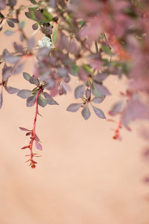 Beautiful, delicate pink leaves on the branch of bush. Colorful autumn scenery in park.の写真素材