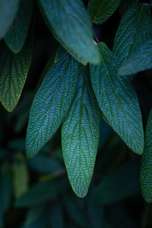 Beautiful, textured green leaces growing in the park bush. Detailed close-up of the autumn leaves.の写真素材