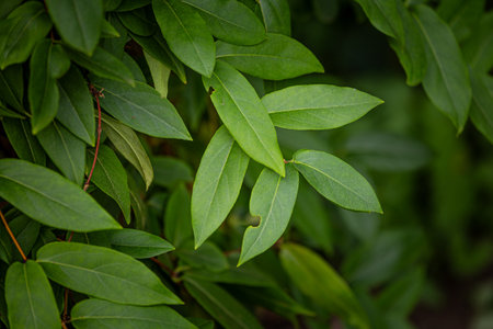 Beautiful green tree leaves in the autumn park. Natural fall scenery.の写真素材