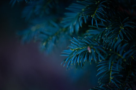 Beautiful yew tree branches with dark green leaves. Common yew bush hedge in the park.の写真素材