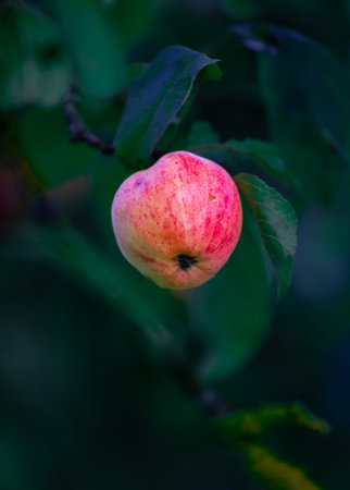 Beautiful red apple growing in the orchard. Natural autumn scenery of Latvia, Northern Europe.