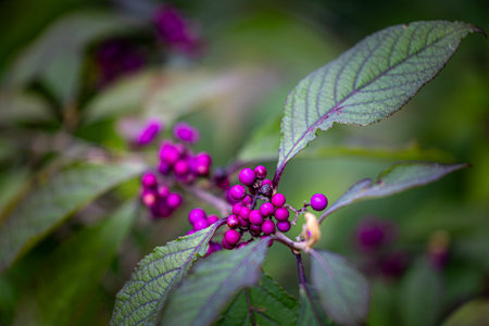 Beautiful bush branches with red berries. Outdoors scenery of park in autumn.の写真素材