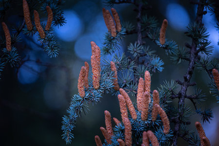 Beautiful youn thin pine cone flowers growing in the branches. Natural outdoors scenery of park in autumn.の写真素材