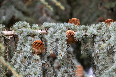 Beautiful brown round pine cones growing in the branches. Natural outdoors scenery of autumn park.の写真素材