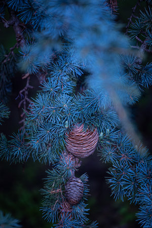 Beautiful brown round pine cones growing in the branches. Natural outdoors scenery of autumn park.の写真素材