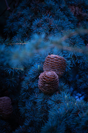 Beautiful brown round pine cones growing in the branches. Natural outdoors scenery of autumn park.の写真素材
