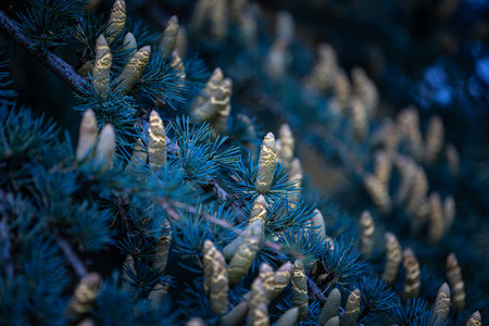 Beautiful young yellow pine cone flowers in the branches of tree. Autumn scenery in park.の写真素材