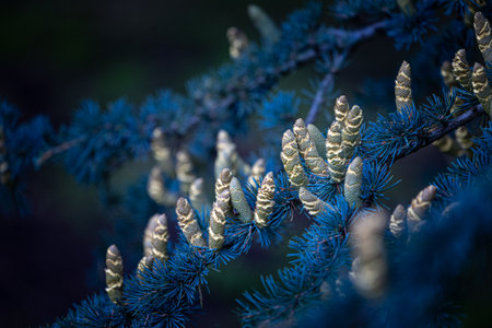 Beautiful young yellow pine cone flowers in the branches of tree. Autumn scenery in park.の写真素材