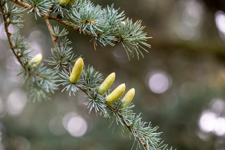 Beautiful young yellow pine cone flowers in the branches of tree. Autumn scenery in park.の写真素材