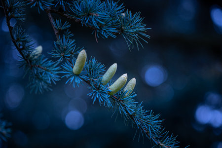 Beautiful young yellow pine cone flowers in the branches of tree. Autumn scenery in park.の写真素材