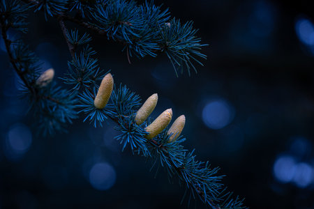 Beautiful young yellow pine cone flowers in the branches of tree. Autumn scenery in park.の写真素材