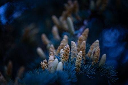Beautiful young yellow pine cone flowers in the branches of tree. Autumn scenery in park.の写真素材