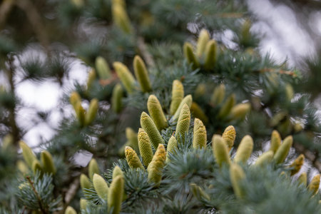 Beautiful young yellow pine cone flowers in the branches of tree. Autumn scenery in park.の写真素材