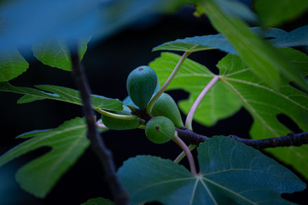 Beautiful fig thee branches with leaves and green fruit. Autumn scenery in park.