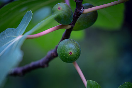 Beautiful fig thee branches with leaves and green fruit. Autumn scenery in park.
