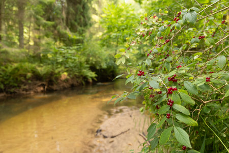 Beautiful red berries in the branches of the trees. Natural woodlands scenery during summer's end.