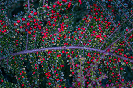 Beautiful red berries growing in the branch of bush in oriental park in autumn. Natural background.の写真素材