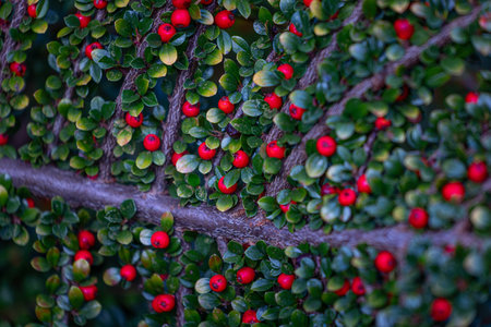 Beautiful red berries growing in the branch of bush in oriental park in autumn. Natural background.の写真素材