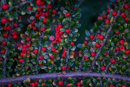 Beautiful red berries growing in the branch of bush in oriental park in autumn. Natural background.の写真素材