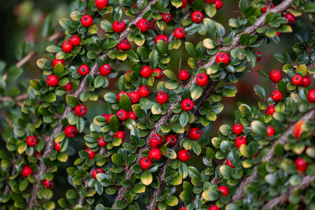 Beautiful red berries growing in the branch of bush in oriental park in autumn. Natural background.の写真素材