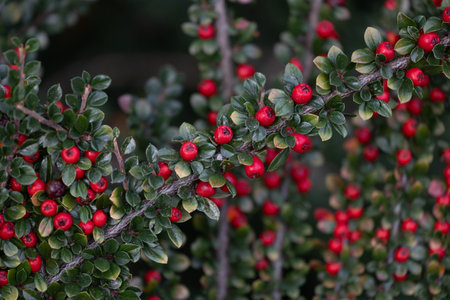 Beautiful red berries growing in the branch of bush in oriental park in autumn. Natural background.の写真素材